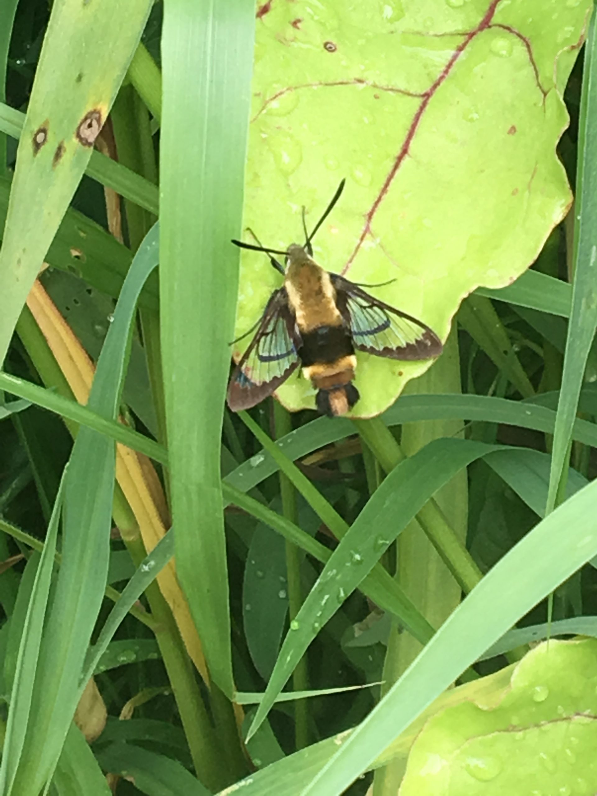 Happy Bees